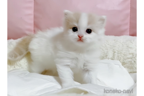 成約済の愛媛県のスコティッシュフォールド-74970の2枚目